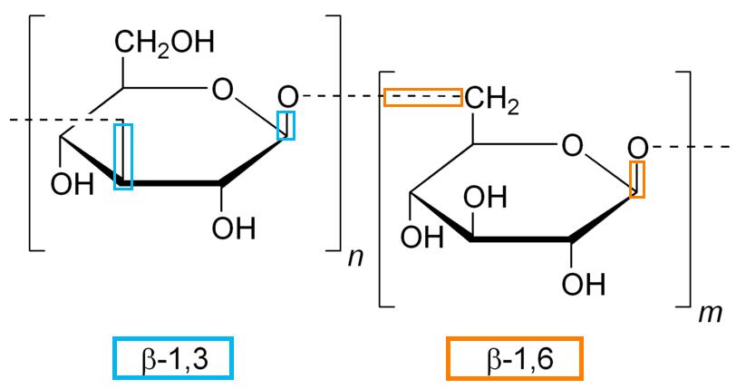 cau-truc-phan-tu-cua-beta-1,3/1,6-d-gluan