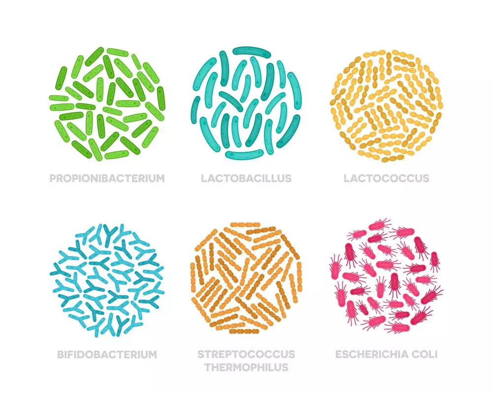 Các loại Probiotic phổ biến nhất trên thị trường