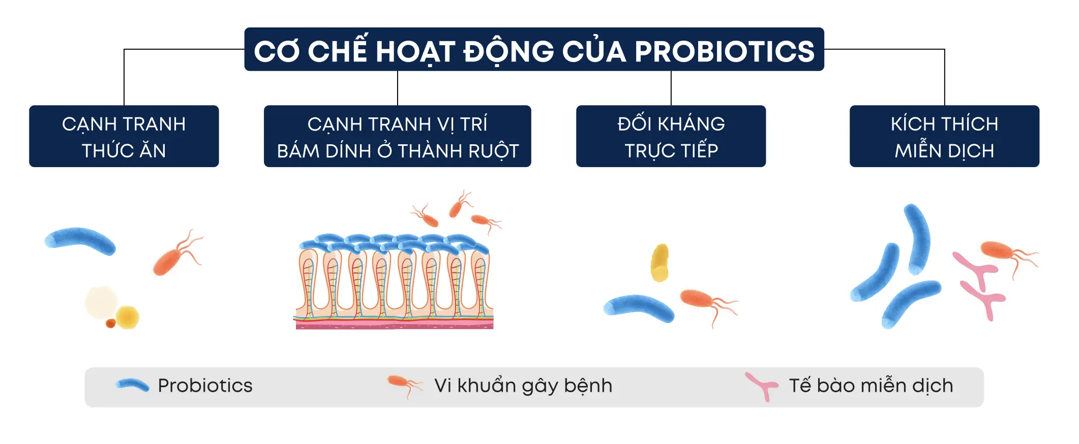 cơ chế hoạt động của probiotics