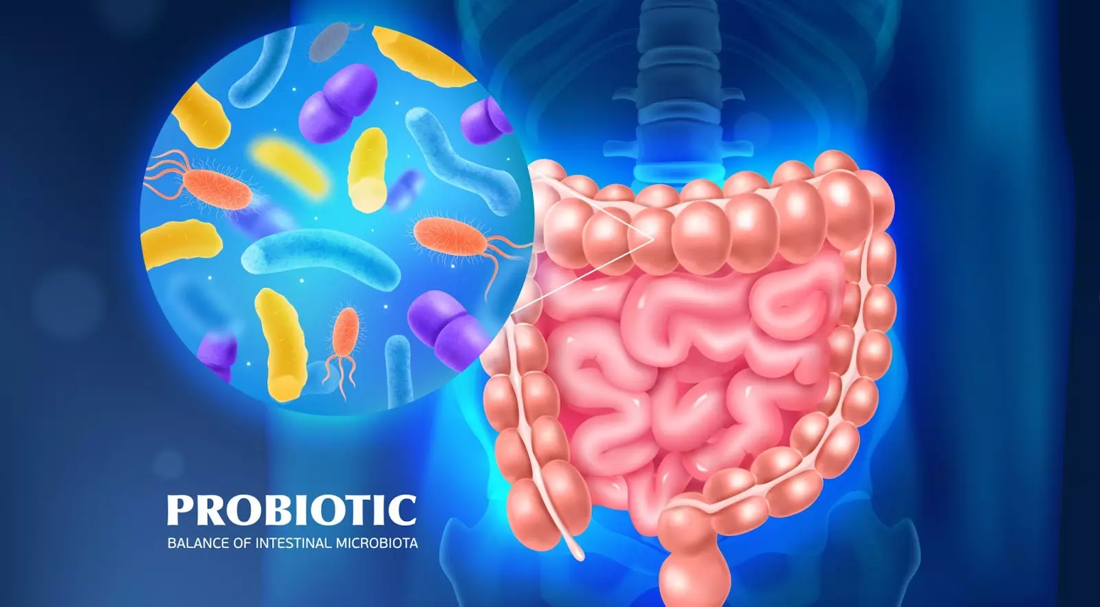 probiotics có lợi cho đường ruột