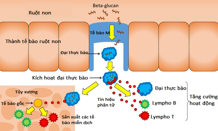 co-che-hoat-dong-cua-beta-glucan-giup-dieu-tri-ung-thu