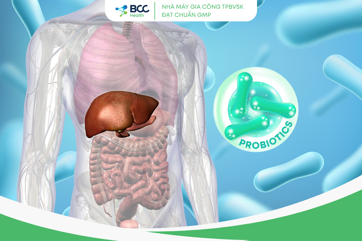 Probiotics và gan nhiễm mỡ không do rượu (NAFLD): Đánh giá nghiên cứu và ứng dụng tại Việt Nam
