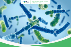 Bào tử lợi khuẩn Bacillus Giải pháp vàng cho hệ tiêu hóa và miễn dịch (1)