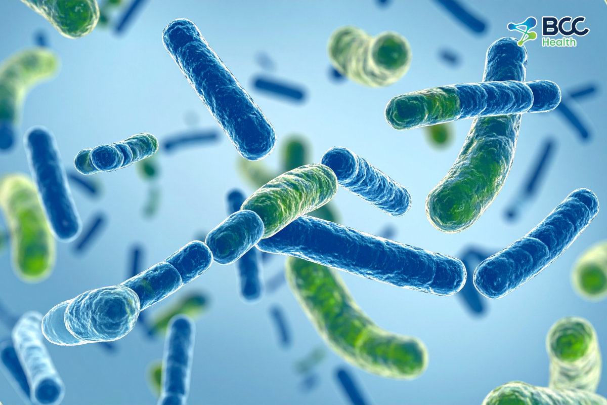 Bào tử lợi khuẩn Bacillus Giải pháp vàng cho hệ tiêu hóa và miễn dịch