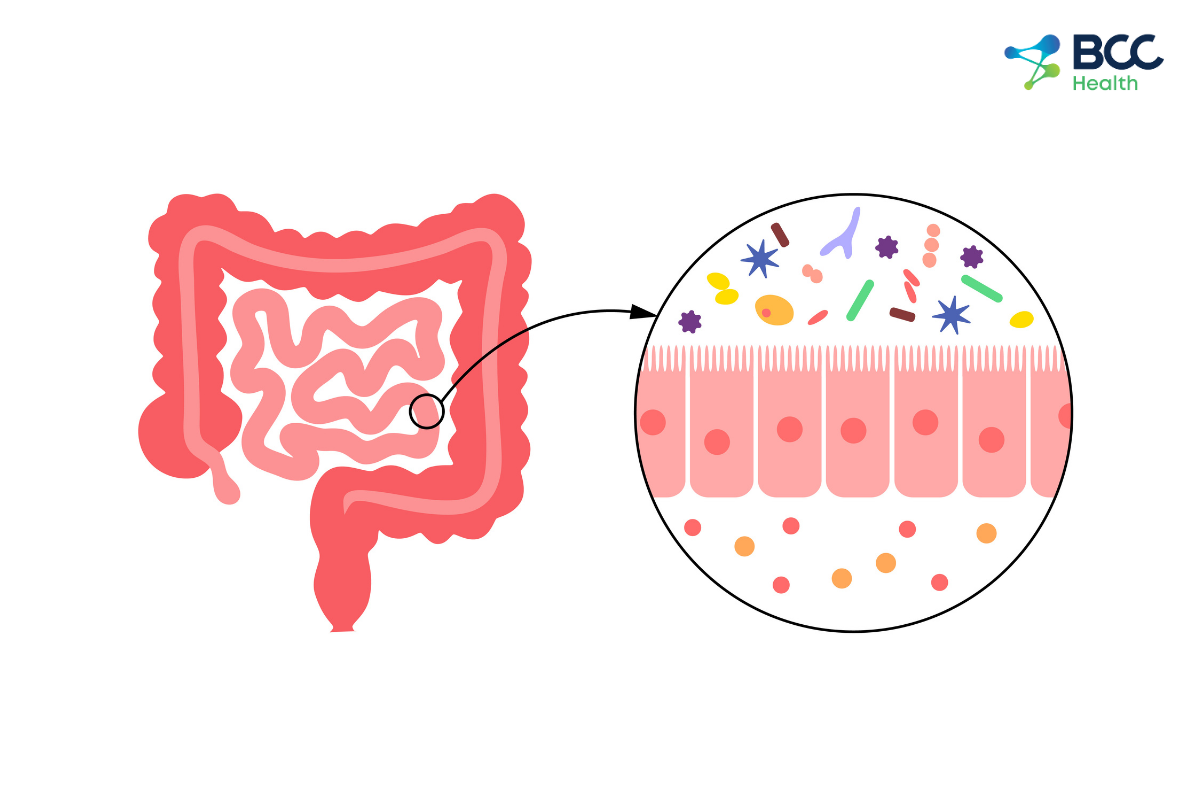 _Bào tử lợi khuẩn Bacillus giúp hỗ trợ tiêu hóa (1)